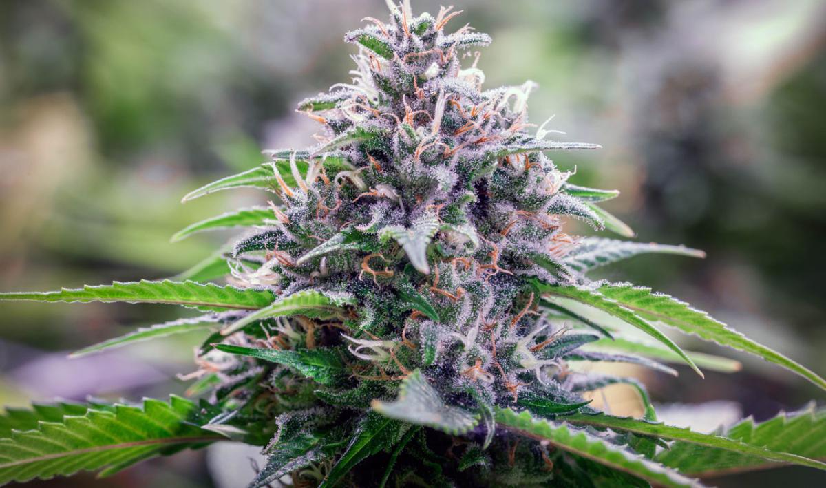 Naturalpes CBD Shop Naturalpes CBD Shop