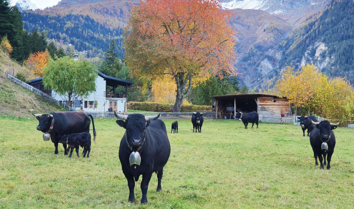 Vinte Direkt Vinte Direkt