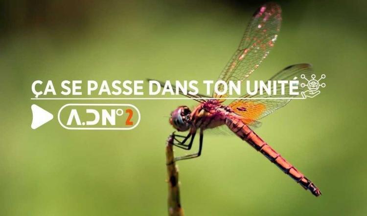L'APRÈS-LIBELLULE INCERTITUDES PERSISTANTES