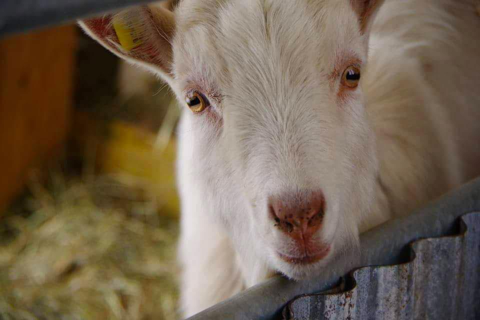 Ferme des Prêles Ferme des Prêles