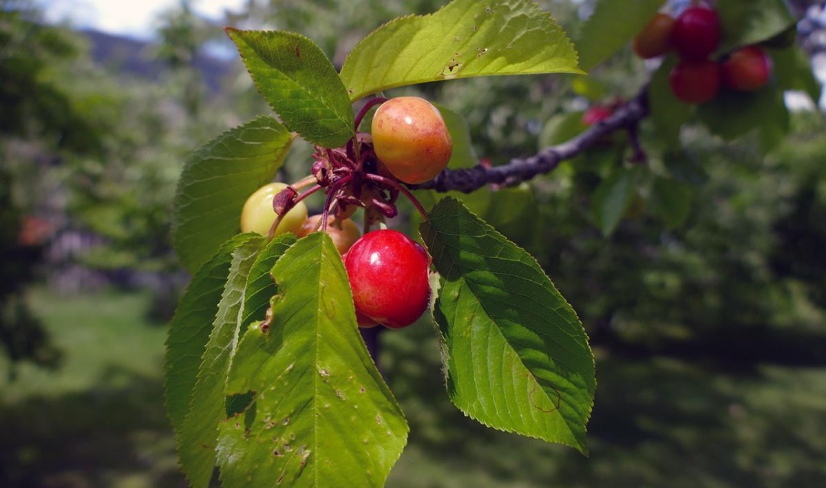 Eggs Alexis Eggs Alexis