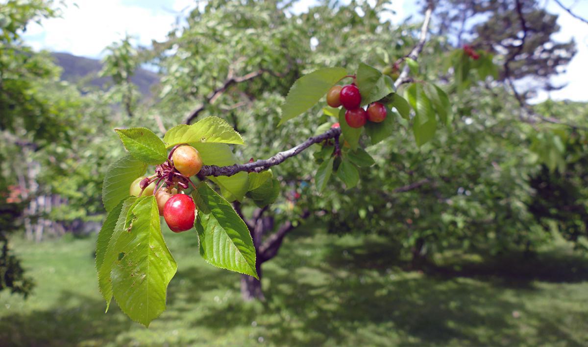 Eggs Alexis Eggs Alexis