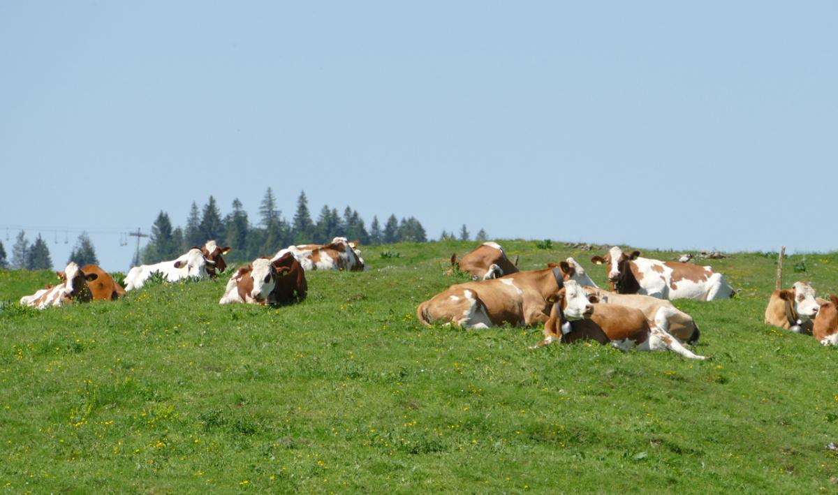 Alpage de la Baronne Alpage de la Baronne