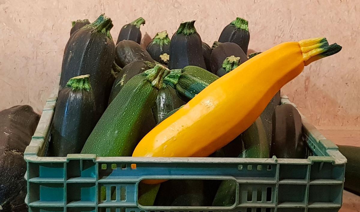 Magaz1, la ferme de Chenevières Magaz1, la ferme de Chenevières