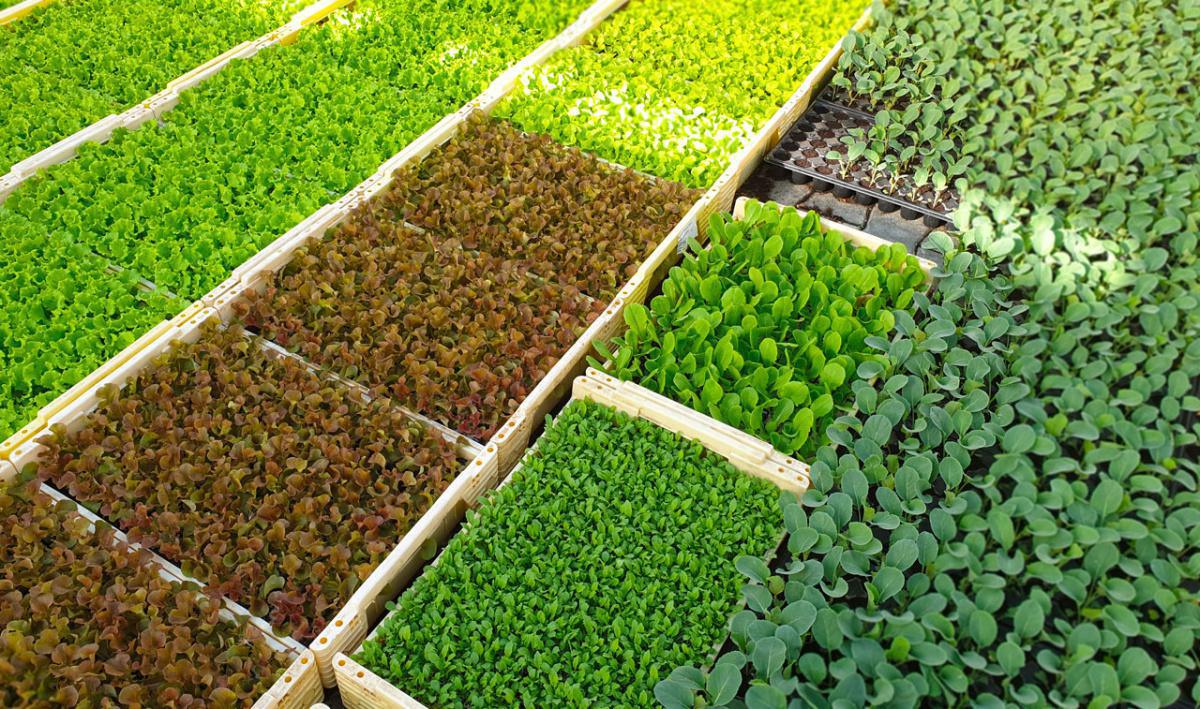 Chez Egg & Ilsoma, Légumes et Fruits de saison Chez Egg & Ilsoma, Légumes et Fruits de saison