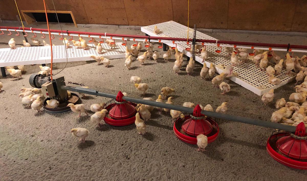 Poulet le Gran'Joie Poulet le Gran'Joie