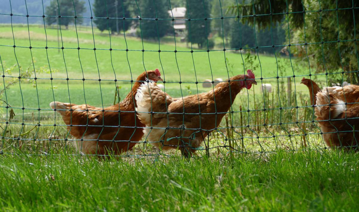 Ferme de Mannesivaz Ferme de Mannesivaz