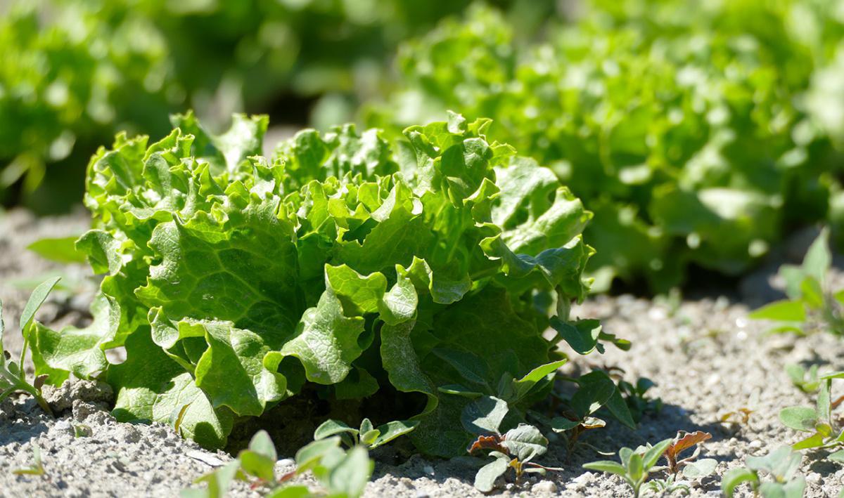 Kiosque de la Vallée - Saxon Kiosque de la Vallée - Saxon