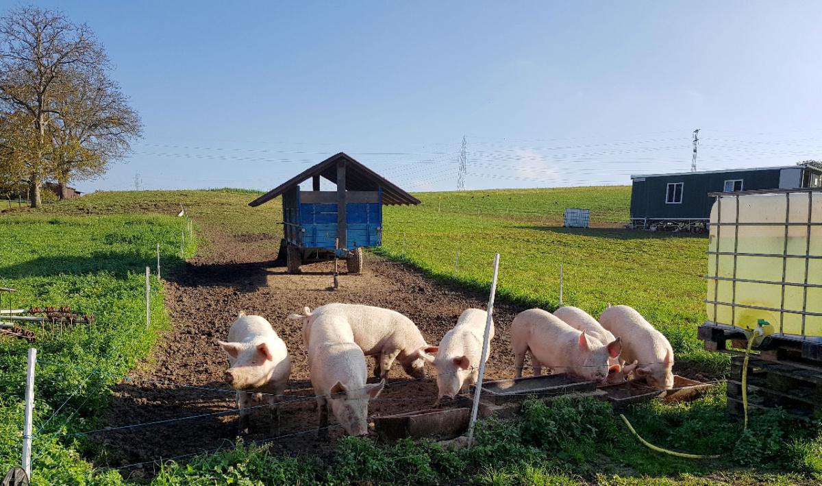 Famille Agassis Famille Agassis