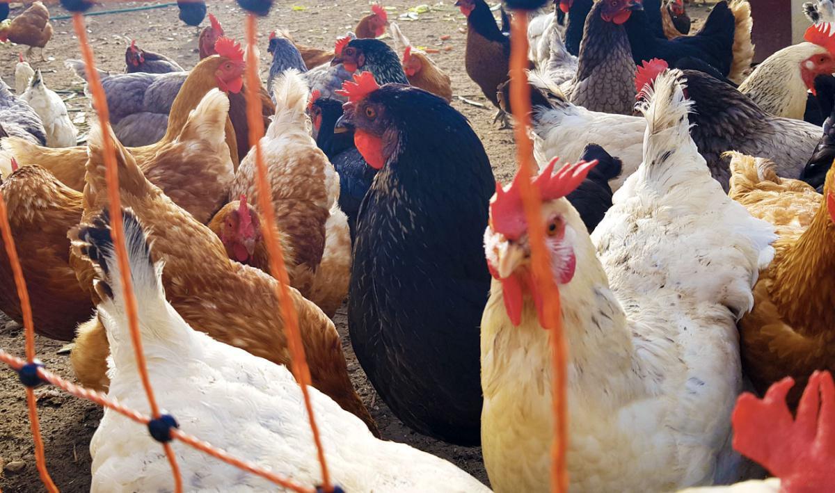 Ferme les Huttins Ferme les Huttins