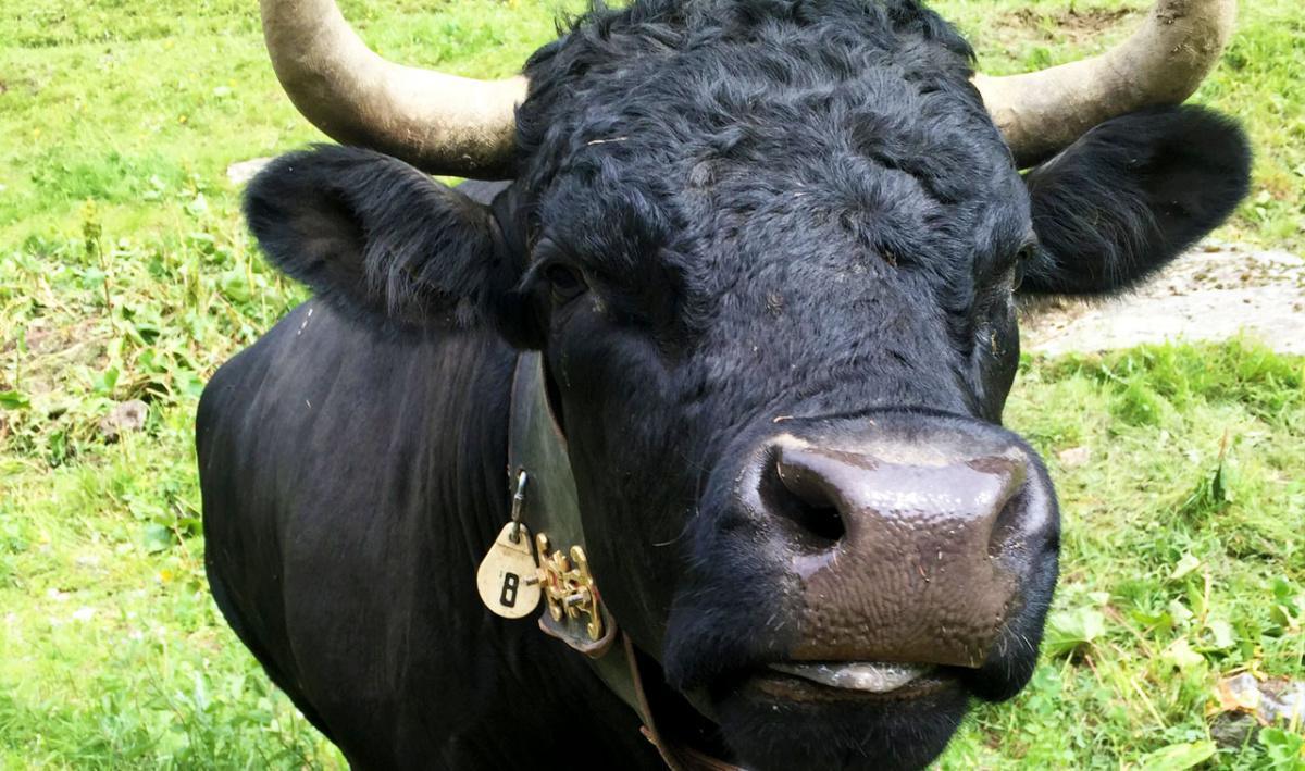 Le Drapeau Suisse Le Drapeau Suisse