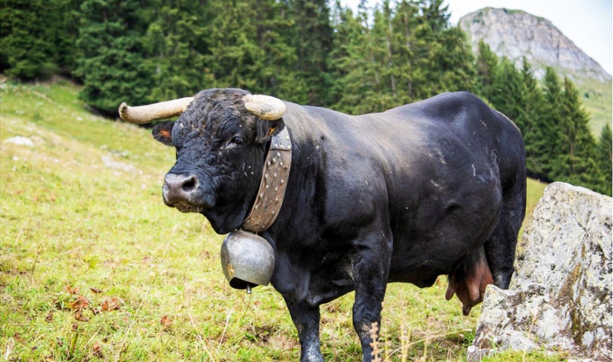 La ferme à François et Valérie La ferme à François et Valérie