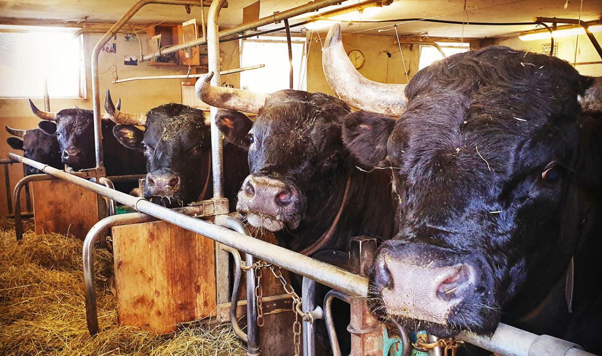 La ferme à François et Valérie La ferme à François et Valérie