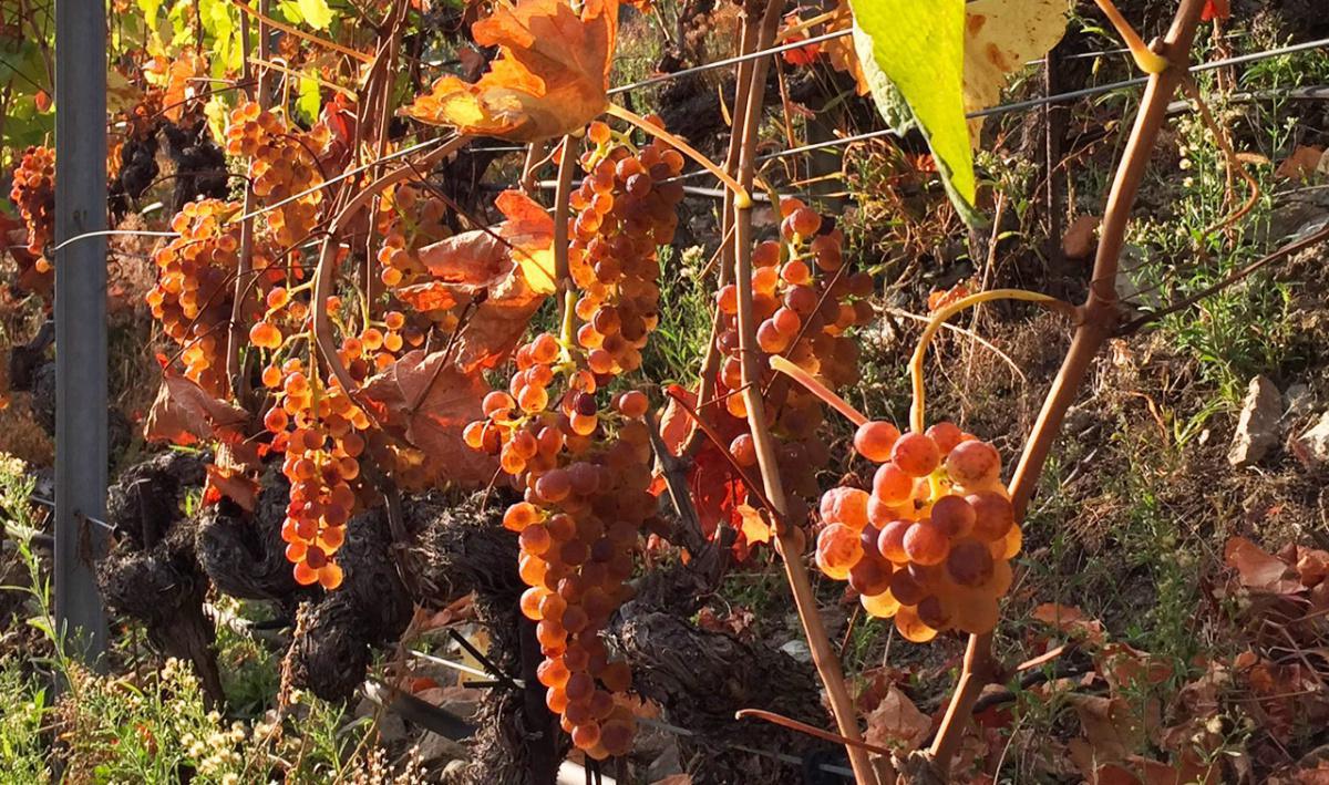 Cave Philippe et Véronyc Mettaz Cave Philippe et Véronyc Mettaz