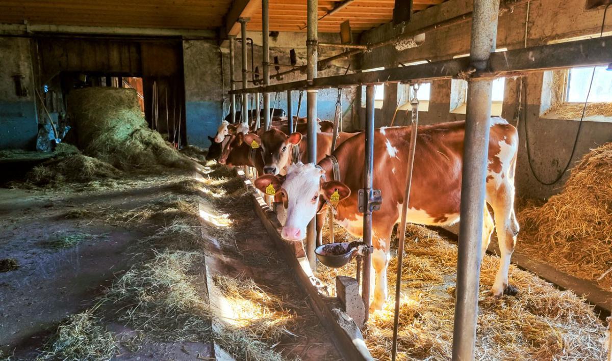 Ferme Schwizgebel Ferme Schwizgebel