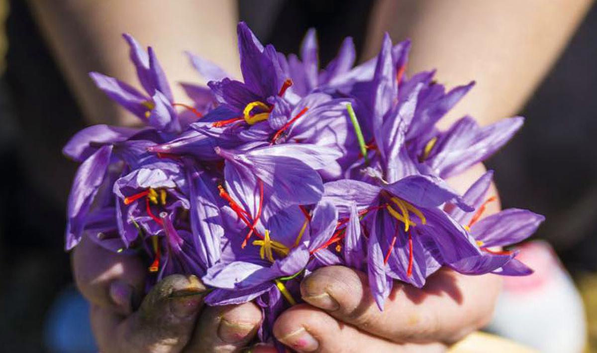 Cidrerie de Meinier Cidrerie de Meinier