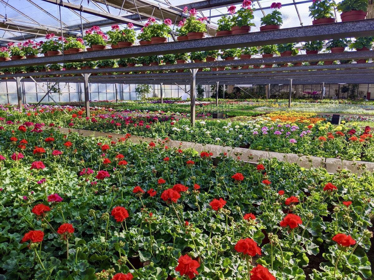 Claire et Justine Boidin, fleuristes à Marquise Claire et Justine Boidin, fleuristes à Marquise