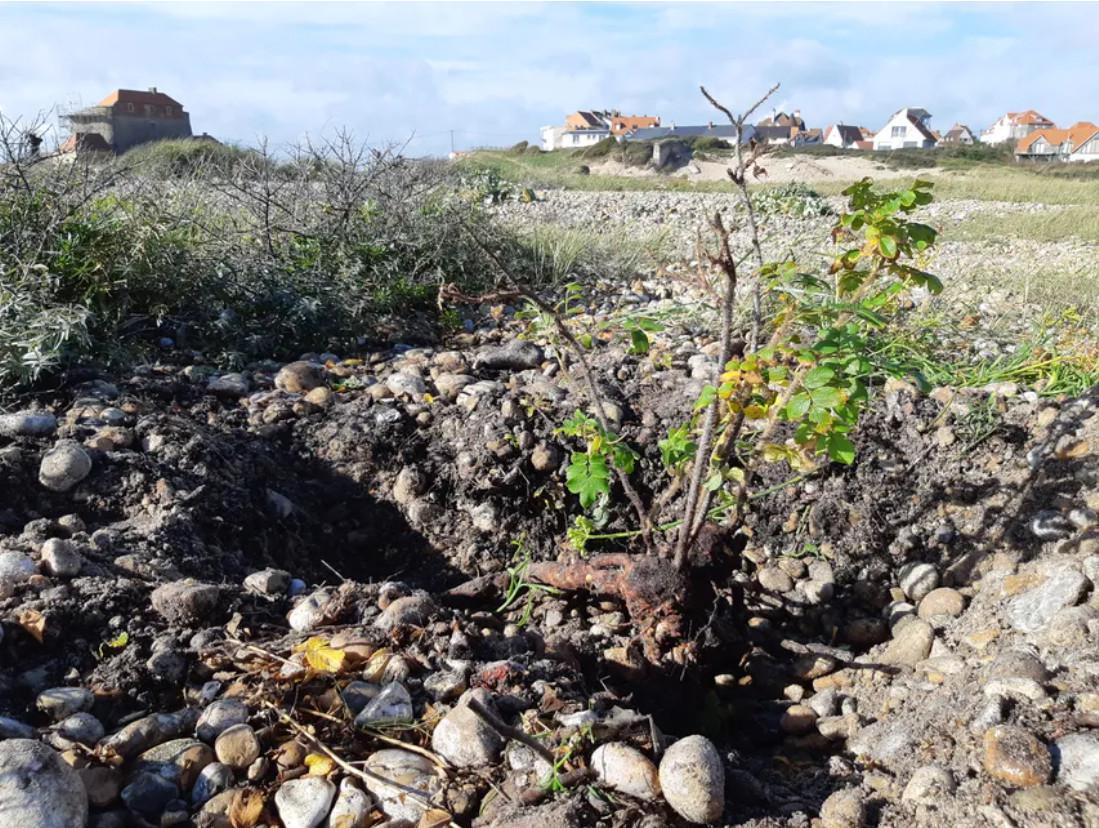 Ambleteuse : des travaux de restauration, pour éviter l'asphyxie de l'estuaire de la Slack