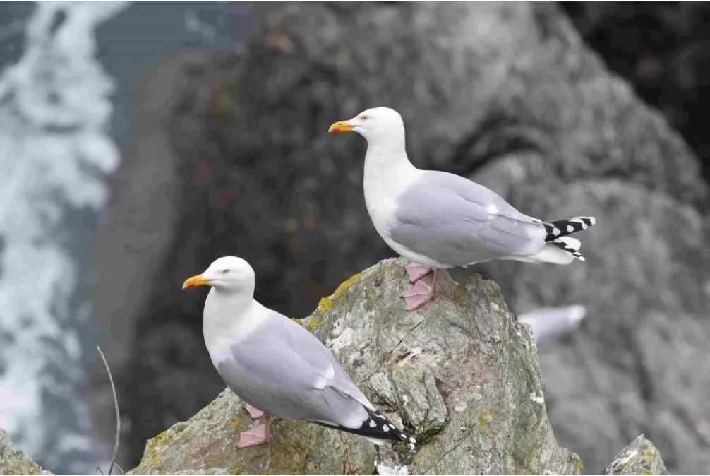 Des mesures pour protéger les oiseaux sur les sites de la pointe de la Crèche et du cap Blanc-Nez Des mesures pour protéger les oiseaux sur les sites de la pointe de la Crèche et du cap Blanc-Nez