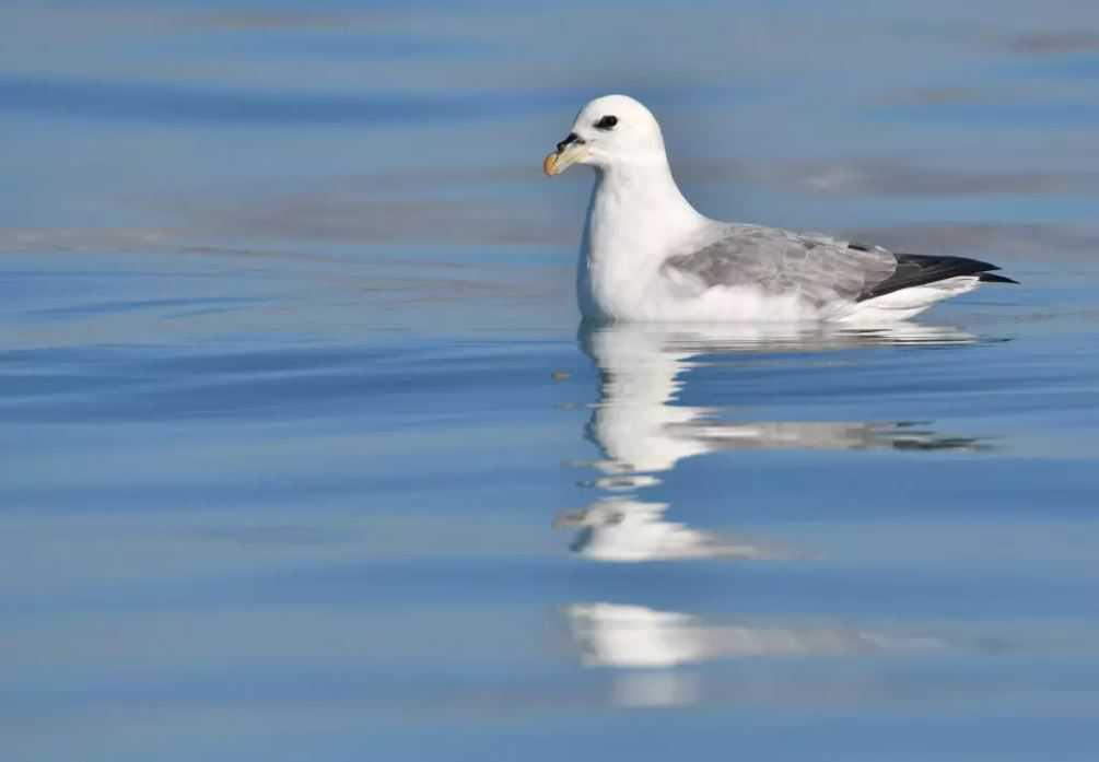 Des mesures pour protéger les oiseaux sur les sites de la pointe de la Crèche et du cap Blanc-Nez Des mesures pour protéger les oiseaux sur les sites de la pointe de la Crèche et du cap Blanc-Nez