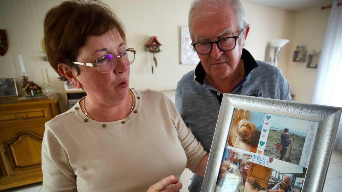  Phidji mordu et tué par un autre chien à Wissant, ses maîtres portent plainte 