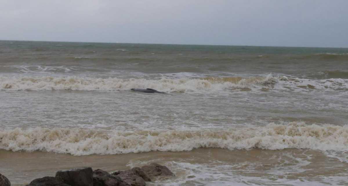 La baleine retrouvée échouée sur la plage de Sangatte est morte La baleine retrouvée échouée sur la plage de Sangatte est morte