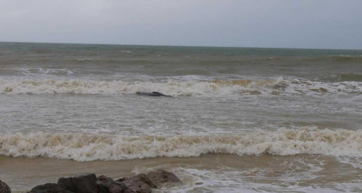 La baleine retrouvée échouée sur la plage de Sangatte est morte