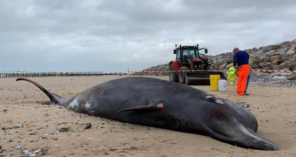La baleine retrouvée échouée sur la plage de Sangatte est morte La baleine retrouvée échouée sur la plage de Sangatte est morte