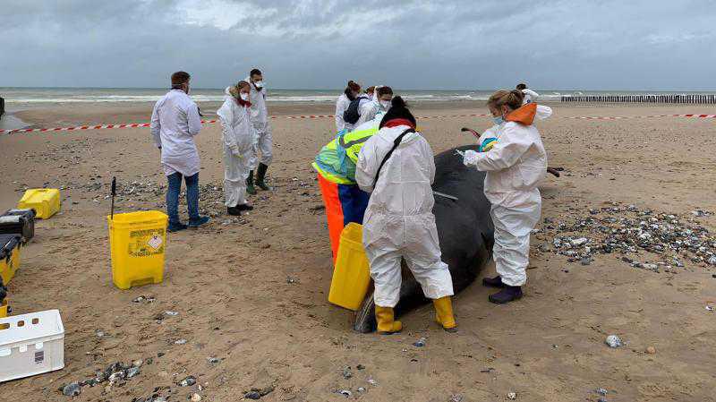 La baleine retrouvée échouée sur la plage de Sangatte est morte La baleine retrouvée échouée sur la plage de Sangatte est morte