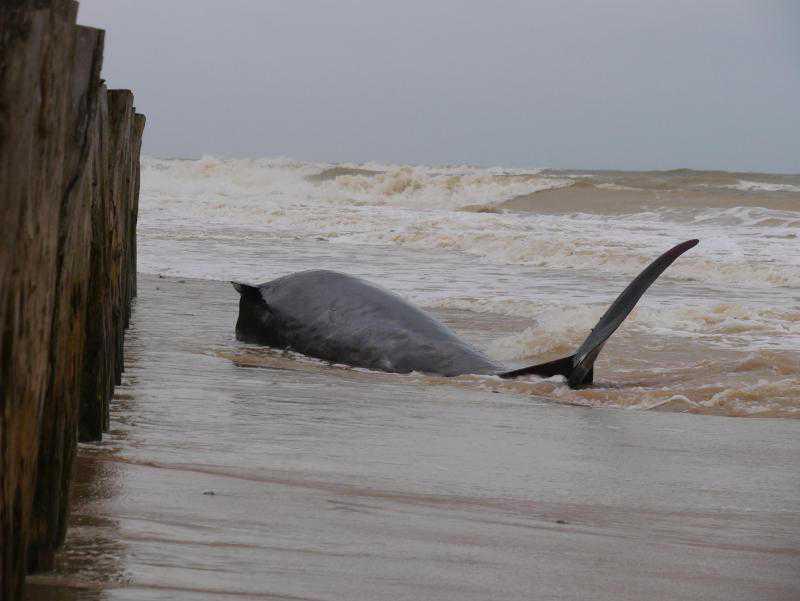 La baleine retrouvée échouée sur la plage de Sangatte est morte La baleine retrouvée échouée sur la plage de Sangatte est morte
