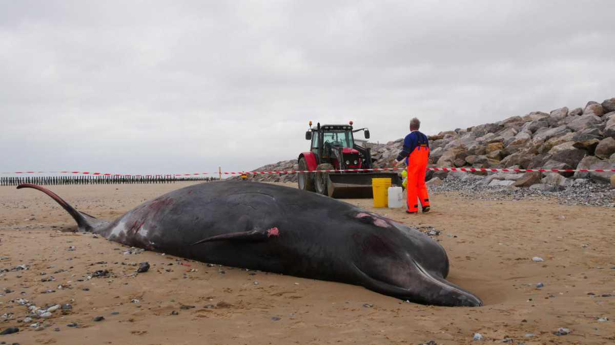 Troisième baleine échouée en un an sur les plages du Calaisis : que se passe-t-il ? Troisième baleine échouée en un an sur les plages du Calaisis : que se passe-t-il ?