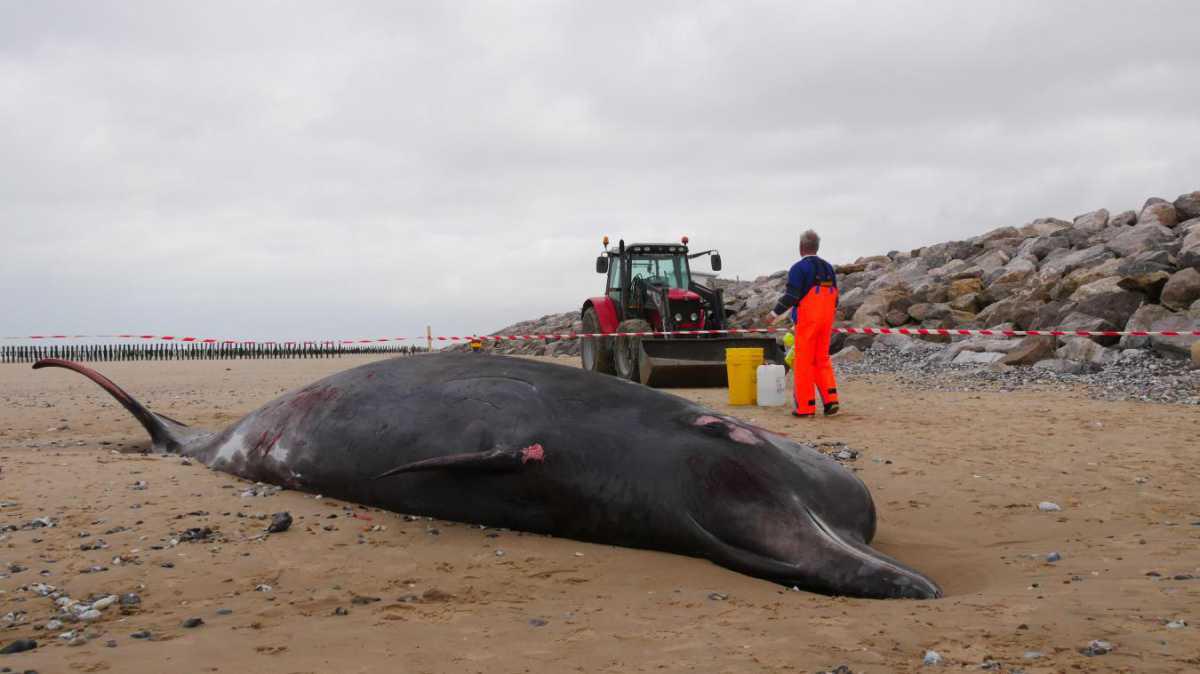 Troisième baleine échouée en un an sur les plages du Calaisis : que se passe-t-il ?