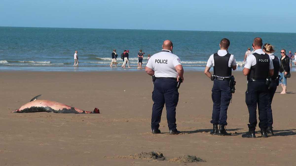 Troisième baleine échouée en un an sur les plages du Calaisis : que se passe-t-il ?