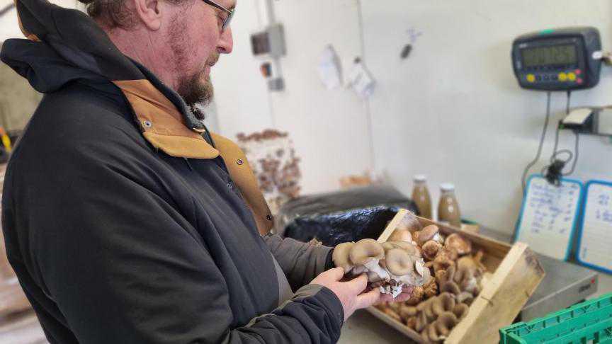 « C’est atypique », Christophe produit des champignons japonais dans sa ferme à Audinghen « C’est atypique », Christophe produit des champignons japonais dans sa ferme à Audinghen