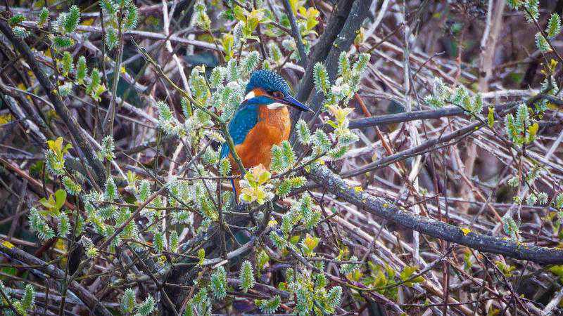 Wissant : les splendides photos d’un couple de martins-pêcheurs dans la réserve Wissant : les splendides photos d’un couple de martins-pêcheurs dans la réserve