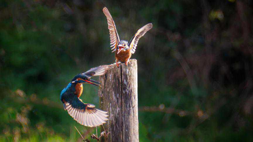Wissant : les splendides photos d’un couple de martins-pêcheurs dans la réserve Wissant : les splendides photos d’un couple de martins-pêcheurs dans la réserve