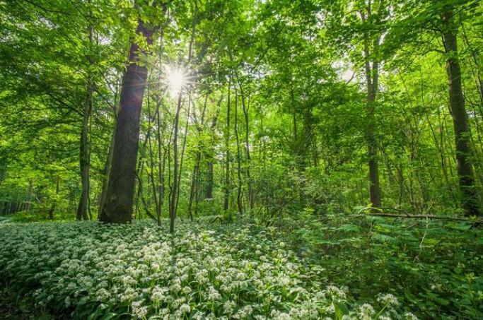 30 ans, le bel âge d'Eden 62, gestionnaire de plus 60 espaces naturels pour le Département du Pas-de-Calais 30 ans, le bel âge d'Eden 62, gestionnaire de plus 60 espaces naturels pour le Département du Pas-de-Calais
