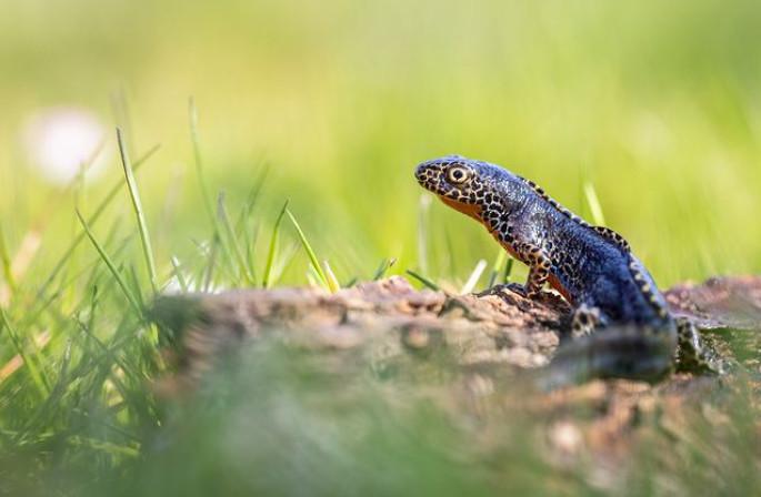 30 ans, le bel âge d'Eden 62, gestionnaire de plus 60 espaces naturels pour le Département du Pas-de-Calais 30 ans, le bel âge d'Eden 62, gestionnaire de plus 60 espaces naturels pour le Département du Pas-de-Calais