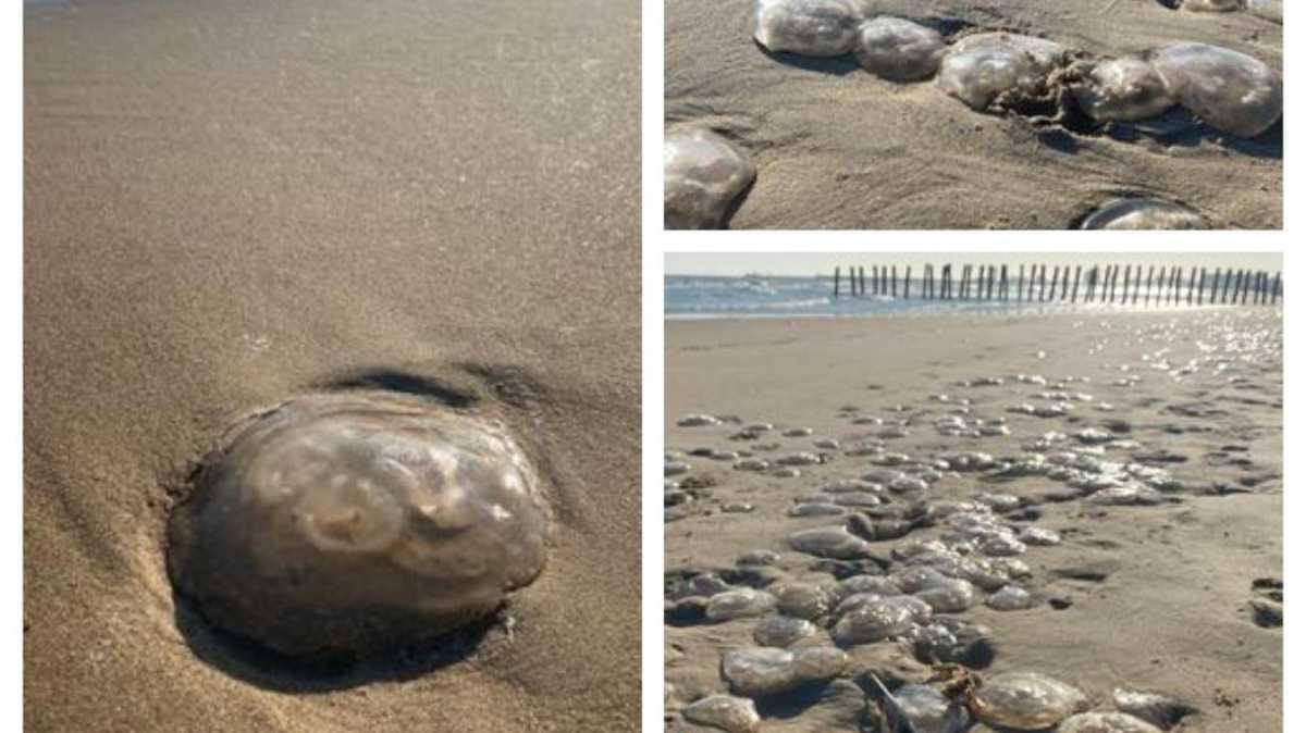 De Calais à Sangatte, pourquoi des méduses s’échouent-elles sur le littoral chaque année ? 