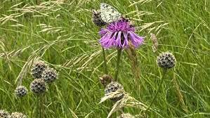 La faune et la flore très particulières du site des 2 Caps, sur la côte d’Opale La faune et la flore très particulières du site des 2 Caps, sur la côte d’Opale