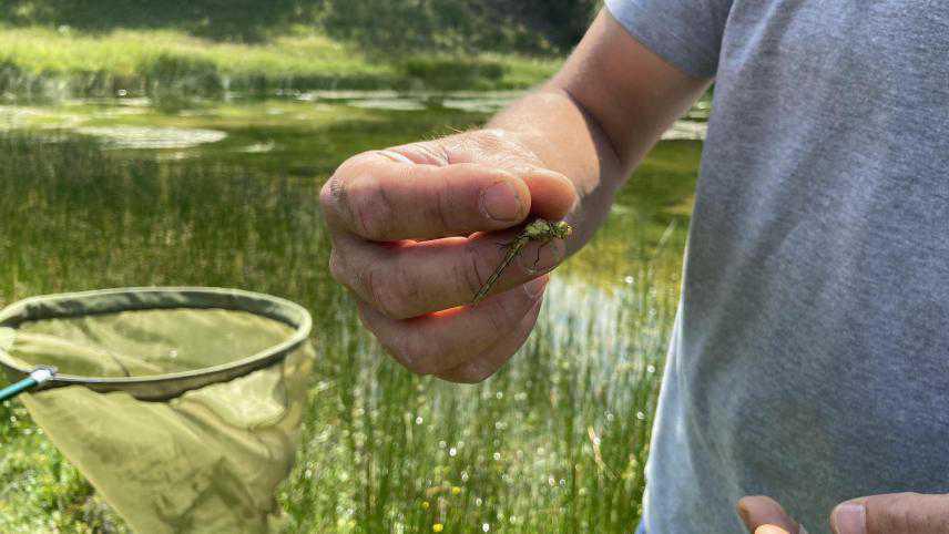 La faune et la flore très particulières du site des 2 Caps, sur la côte d’Opale La faune et la flore très particulières du site des 2 Caps, sur la côte d’Opale