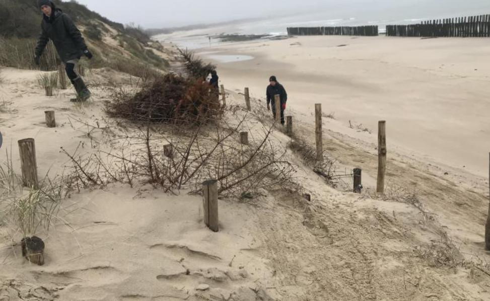 Wissant : la dune d’aval protégée par la replantation des sapins de Noël