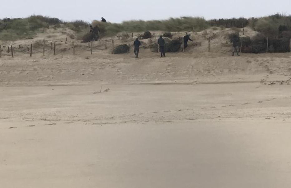 Wissant : la dune d’aval protégée par la replantation des sapins de Noël Wissant : la dune d’aval protégée par la replantation des sapins de Noël