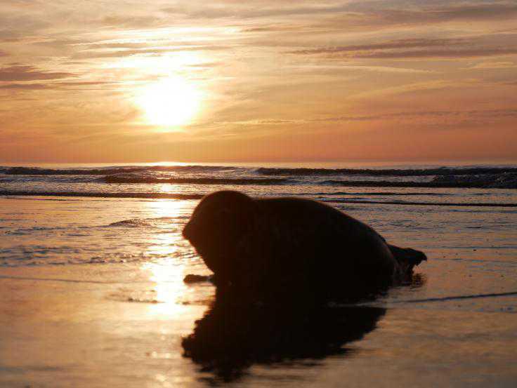 Comment (bien) réagir lorsque l’on voit un phoque blessé ou non sur la plage ? Comment (bien) réagir lorsque l’on voit un phoque blessé ou non sur la plage ?