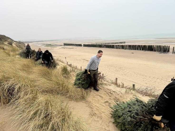 Six cents sapins de Noël recyclés pour préserver la dune d’aval à Wissant Six cents sapins de Noël recyclés pour préserver la dune d’aval à Wissant