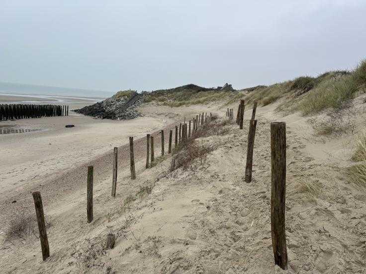 Six cents sapins de Noël recyclés pour préserver la dune d’aval à Wissant