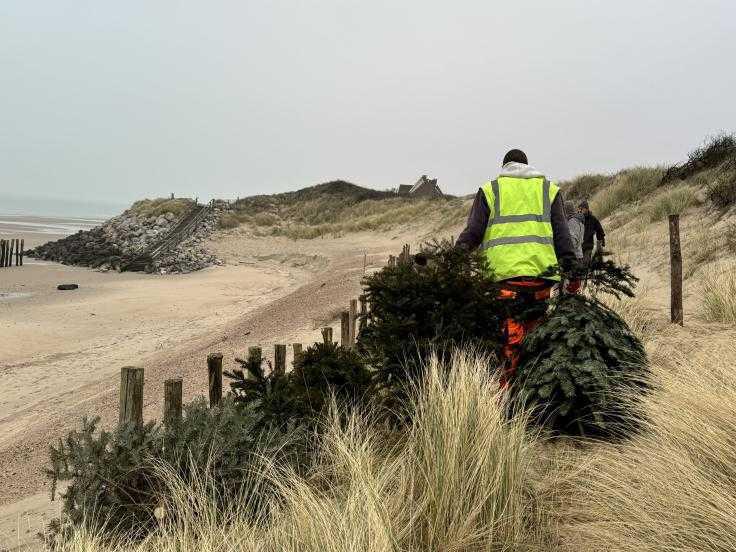 Six cents sapins de Noël recyclés pour préserver la dune d’aval à Wissant Six cents sapins de Noël recyclés pour préserver la dune d’aval à Wissant
