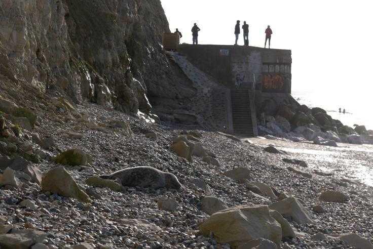 Au Cran d’Escalles, un phoque en danger de mort à cause du passage des promeneurs Au Cran d’Escalles, un phoque en danger de mort à cause du passage des promeneurs
