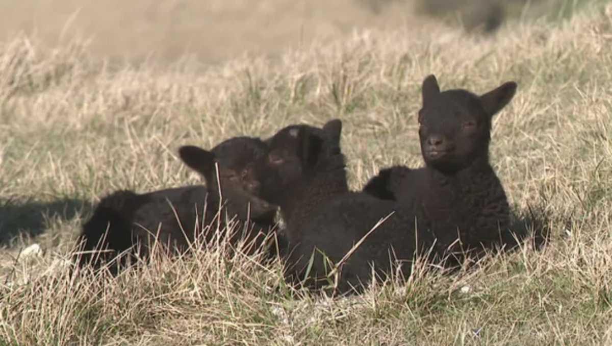 "C’est magnifique !" : les moutons Shetland de Julien sont les gardiens naturels d'un littoral en danger "C’est magnifique !" : les moutons Shetland de Julien sont les gardiens naturels d'un littoral en danger