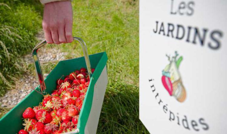 Testé pour vous : la cueillette des fraises aux Jardins Intrépides